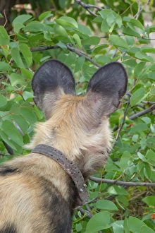 Collar Prints: African Wild Dog (Lycaon pictus) adult
