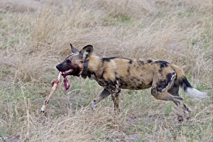 African Wild Dog (Lycaon pictus) adult, wearing radio collar, carrying Impala (Aepyceros melampus) kill leg