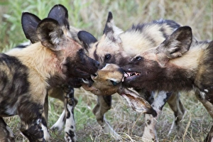 Killing Prints: African Wild Dog (Lycaon pictus) adults
