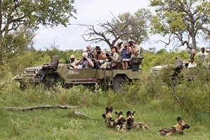 African Wild Dog (Lycaon pictus) adults, pack being watched and watched by tourists in vehicle, Okavango Delta