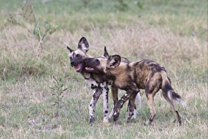 Interacting Prints: African Wild Dog (Lycaon pictus) two adults, playing, Okavango Delta, Botswana