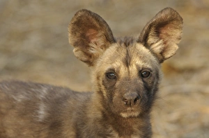 African Wild Dog (Lycaon pictus) pup, close-up of head, Mashatu Game Reserve, Tuli Block, Botswana