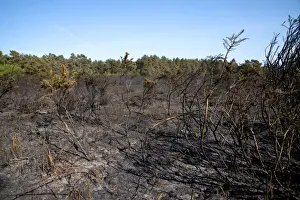 Burning Prints: Aftermath of fire on heathland caused by either carelessness or arson