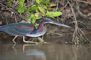Agami Heron (Agamia agami) adult, hunting in river, Pixaim River, Pantanal, Mato Grosso, Brazil