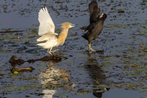 Aggression Prints: Aggression between Squacco Heron and Coot