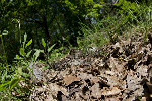 Floor Prints: Agile Frog (Rana dalmatina) adult