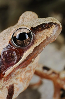 Frog Prints: Agile Frog (Rana dalmatina) adult, close-up of head, Italy, april