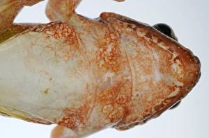 Disease Prints: Agile Frog (Rana dalmatina) immature