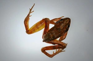 Agile Frog (Rana dalmatina) immature, showing fungal disease and infections, Italy, may