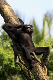 Primates Prints: Agile Gibbon (Hylobates agilis) adult, resting on tree trunk (captive)
