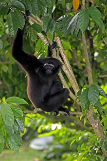 Agile Gibbon (Hylobates agilis) adult, sitting in tree (captive)