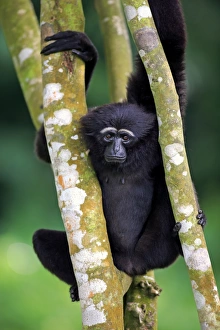 Captive Prints: Agile Gibbon (Hylobates agilis) adult female, clinging to branches (captive)