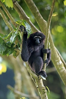 Agile Gibbon (Hylobates agilis) adult female, clinging to branches (captive)