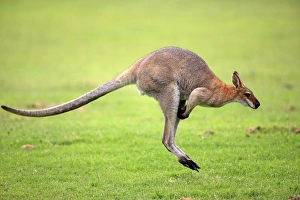 Australia Prints: Agile Wallaby (Macropus agilis) adult, jumping, Australia