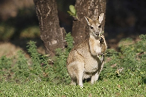 Marsupials Prints: Agile Wallaby (Macropus agilis) adult male