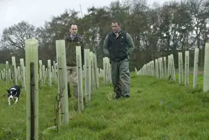 Examines Prints: Agronomist and farmer checking new deciduous tree plantation on field boundary for screening