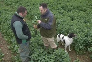 Examines Prints: Agronomist and farmer examining oilseed rape crop for disease on farm