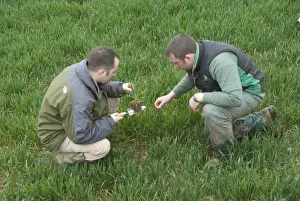 Examines Prints: Agronomist and farmer examining wheat crop for disease on farm