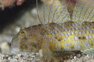 Gobies Prints: Akihitos Goby (Exyrias akihito) adult