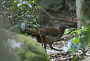 Sub Tropical Prints: Albert's Lyrebird (Menura alberti) adult male