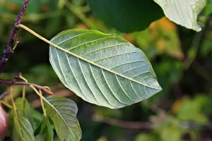 Damp Prints: Alder Buckthorn (Frangula alnus) close-up of leaf underside