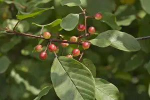 Moorland Prints: Alder Buckthorn (Frangula alnus) close-up of ripening berries