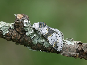 Lepidoptera Prints: Alder Kitten (Furcula bicuspis) adult