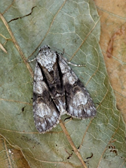 Piedmont Prints: Alder Moth (Acronicta alni) adult