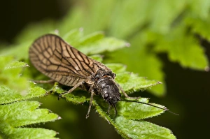 Bexley Prints: Alderfly (Sialis lutaria) adult
