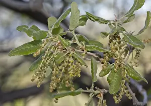 Leaves Prints: Aleppo Oak (Quercus infectoria) close-up of leaves and flowers, Cyprus, March