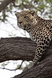 Spotted Prints: Alert African Leopards looks out from tree branch