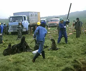 Killing Prints: Aleut men with clubs, killing Northern Fur Seals (Callorhinus ursinus) as part of subsistence hunt