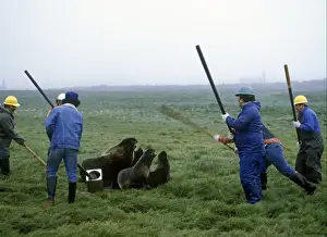 Aleut men with clubs, killing Northern Fur Seals (Callorhinus ursinus) as part of subsistence hunt, St