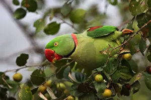 Alexandrine Parakeet (Psittacula eupatria avensis) adult male, feeding on fruit in tree, Kaziranga N. P. Assam, India, january