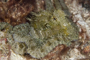 Algae Octopus (Abdopus aculeatus) adult, Rinca Island, Komodo N. P. Lesser Sunda Islands, Indonesia, July