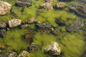 Alga Prints: Algae amongst rocks in brackish water, High Coast, Gulf of Bothnia, Baltic Sea, Sweden