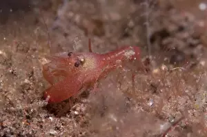 Shrimps Prints: Algae-tube Snapping Shrimp (Alpheus frontalis) adult
