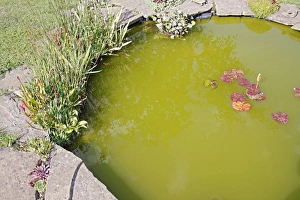 Pond Prints: Algal bloom in garden pond, Mendlesham, Suffolk, England, August