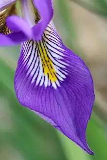 Algerian Iris (Iris unguicularis) close-up of flower petal, Peloponesos, Southern Greece, april