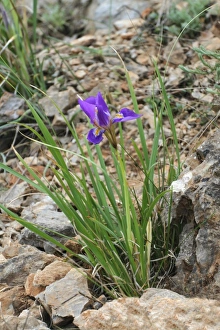 Algerian Iris (Iris unguicularis) flowering, Peloponesos, Southern Greece, april