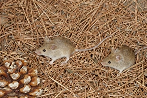 Rodent Prints: Algerian Mouse (Mus spretus) two adults