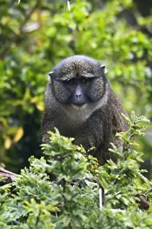 Congo Prints: Allen's Swamp Monkey (Allenopithecus nigroviridis) adult, sitting in tree (captive)