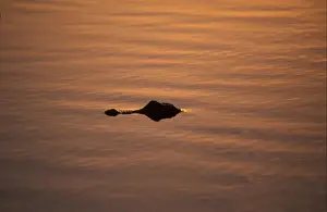 Crocodilian Prints: Alligator (Alligator mississippiensis) In the glow of the setting sun