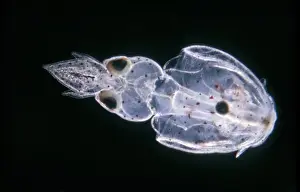 Alloteuthis subulata, recently hatched young squid, vential view