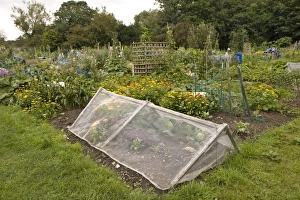 Protects Prints: Allotment with fine mesh cage to keep out insect pests