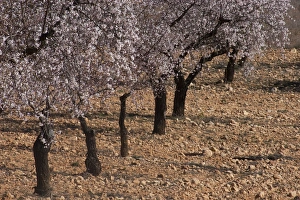 Castilla La Mancha Prints: Almond (Prunus dulcis) grove, in blossom, Albacete, Castilla la Mancha, Spain, february