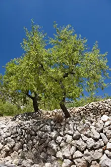 Costa Blanca Prints: Almond (Prunus dulcis) habit, growing in orchard high in mountains