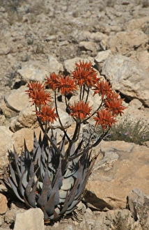Succulents Prints: Aloe (Aloe hereroensis) Namibia
