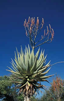 Succulents Prints: Aloe (Aloe littoralis) Namibia