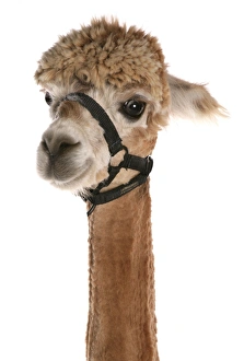 Alpaca (Lama pacos) adult, with clipped coat, close-up of head